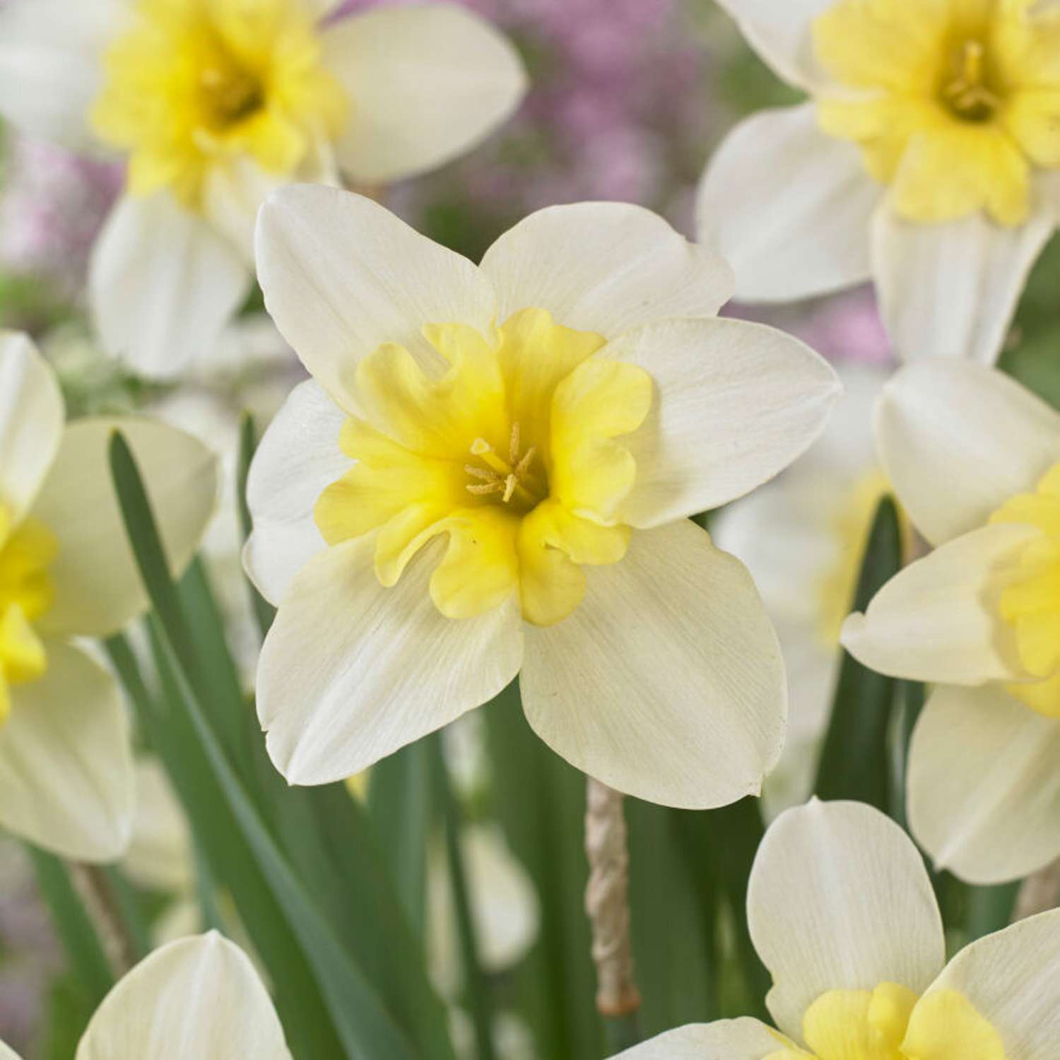 Narcissus 'Bella Estrella'